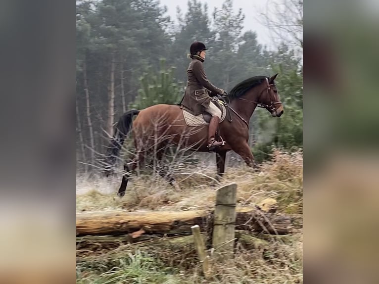 Hanoverian Mare 11 years 17 hh Brown in Oerlinghausen