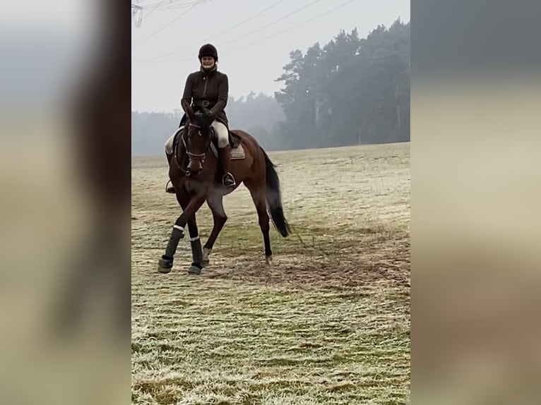 Hanoverian Mare 11 years 17 hh Brown in Oerlinghausen