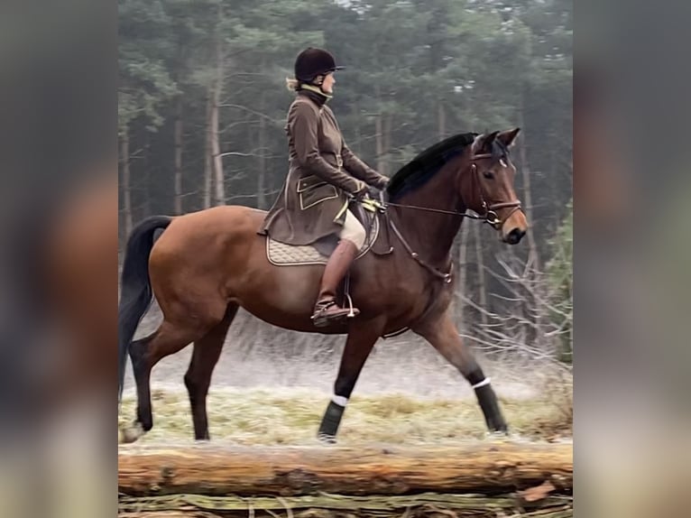Hanoverian Mare 11 years 17 hh Brown in Oerlinghausen