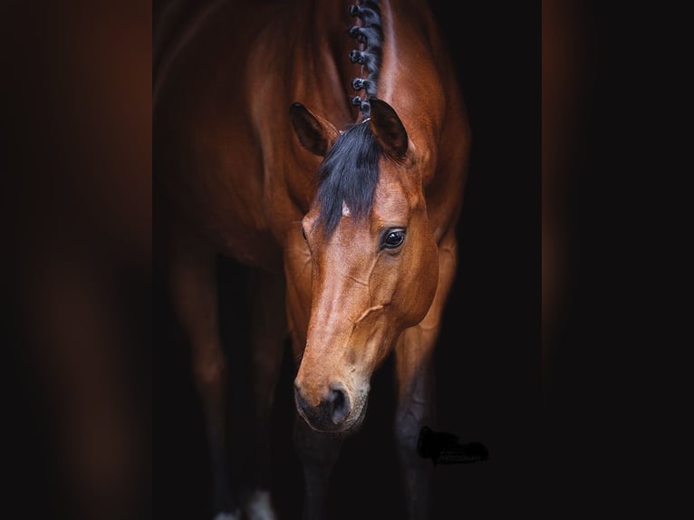Hanoverian Mare 11 years 17 hh Brown in Oerlinghausen