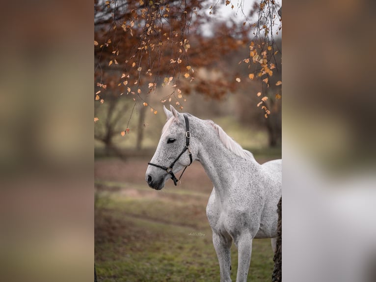 Hanoverian Mare 11 years 17 hh Grey-Fleabitten in Filderstadt