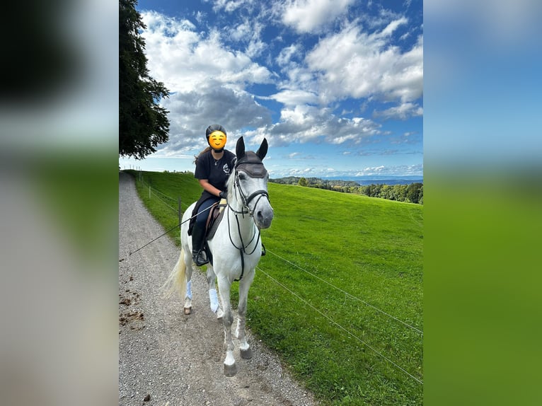 Hanoverian Mare 11 years 17 hh Grey in Spreitenbach