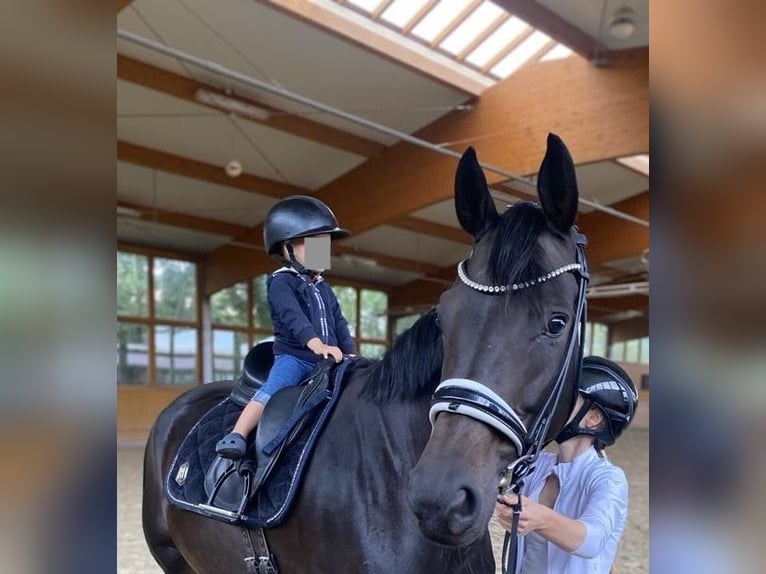 Hanoverian Mare 11 years 17 hh Smoky-Black in Stahnsdorf