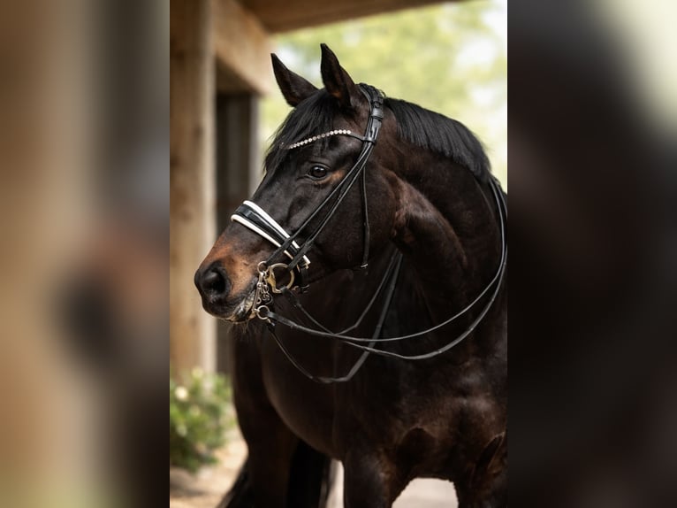 Hanoverian Mare 11 years 17 hh Smoky-Black in Stahnsdorf