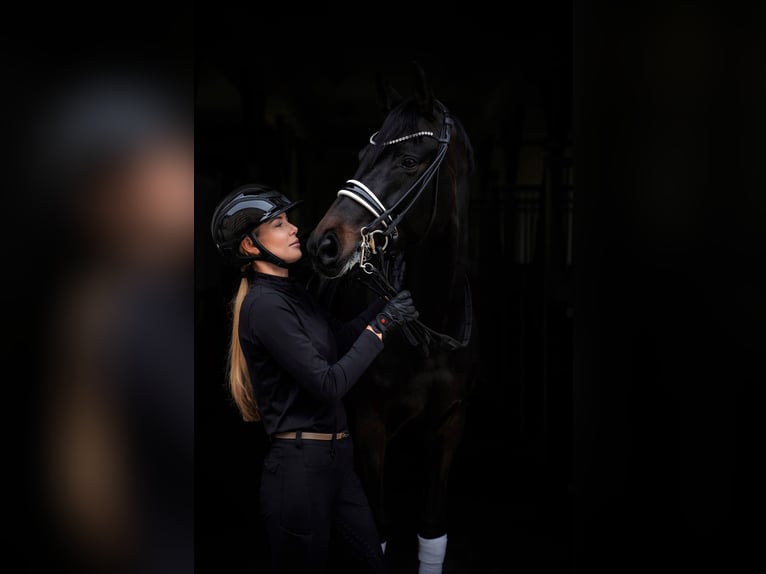 Hanoverian Mare 11 years 17 hh Smoky-Black in Stahnsdorf