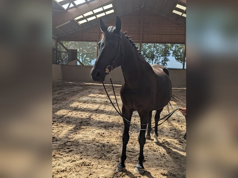 Hanoverian Mare 11 years 17,1 hh Bay-Dark in Hille