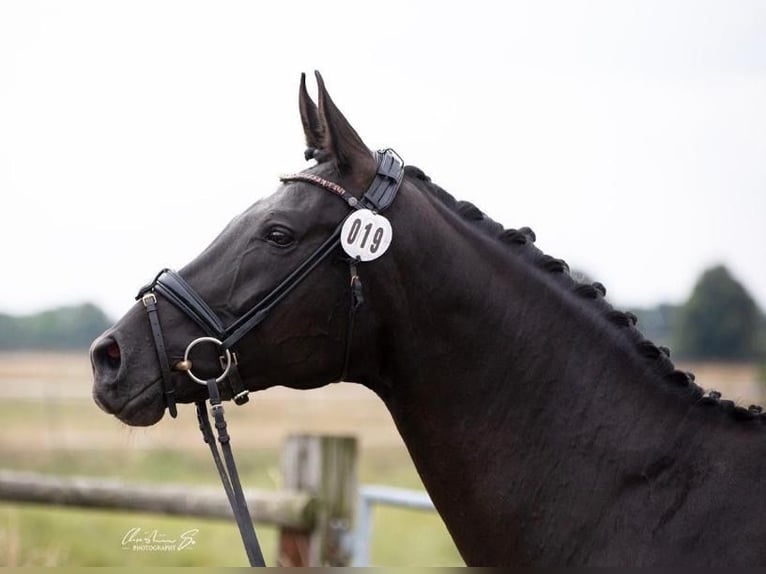 Hanoverian Mare 11 years 17,1 hh Black in Westerstede