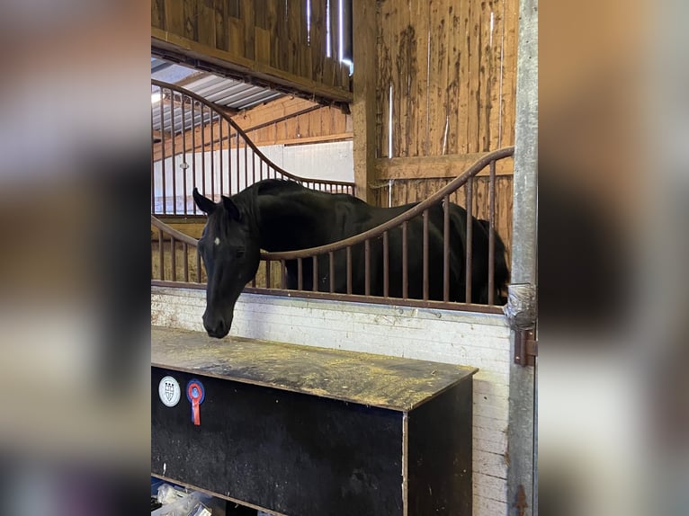 Hanoverian Mare 11 years 17,1 hh Black in Westerstede