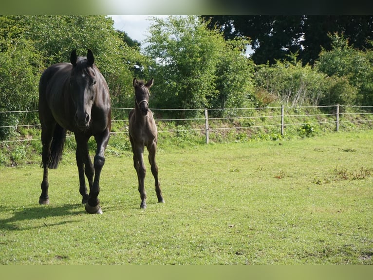 Hanoverian Mare 11 years 17,1 hh Black in Westerstede