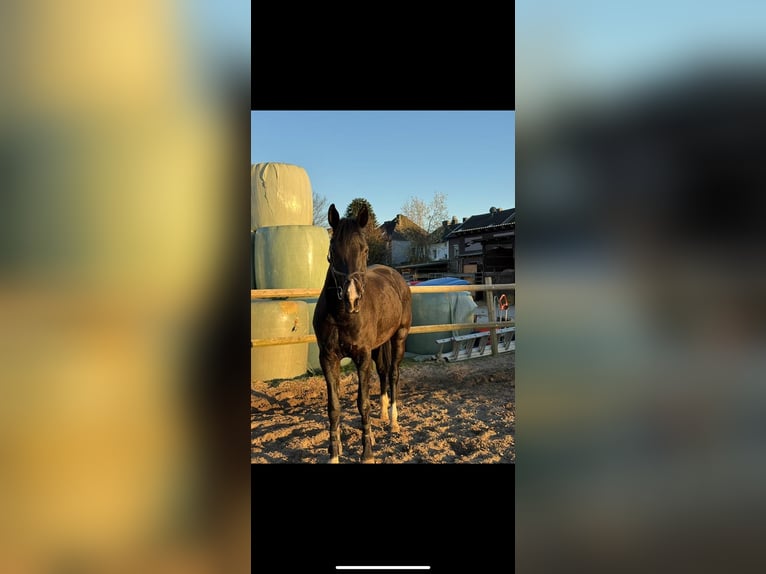 Hanoverian Mare 11 years 17,1 hh Black in Herzogenrath