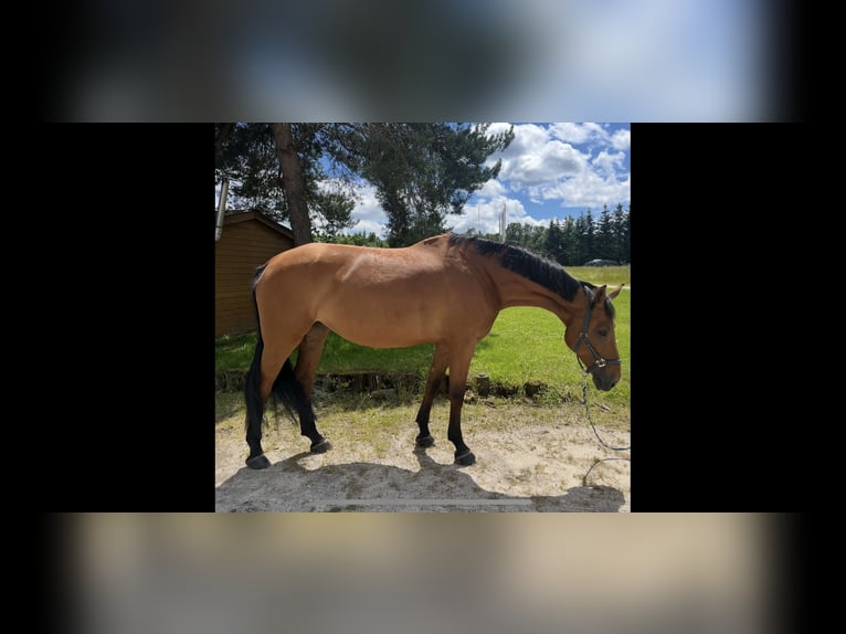 Hanoverian Mare 11 years 17,1 hh Brown in Sch&#xF6;mberg