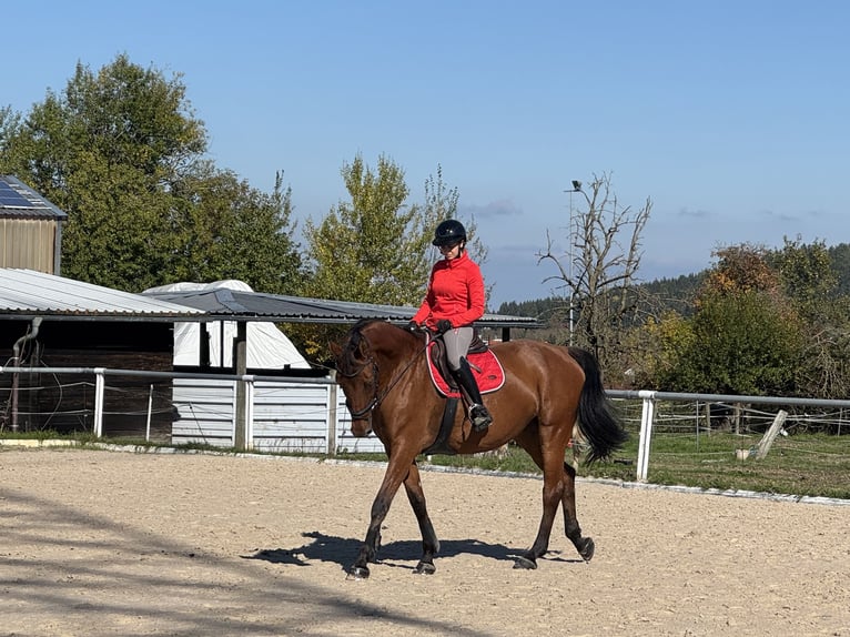 Hanoverian Mare 11 years 17,1 hh Brown in Sch&#xF6;mberg