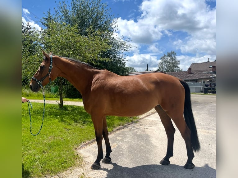 Hanoverian Mare 11 years 17,1 hh Brown in Sch&#xF6;mberg