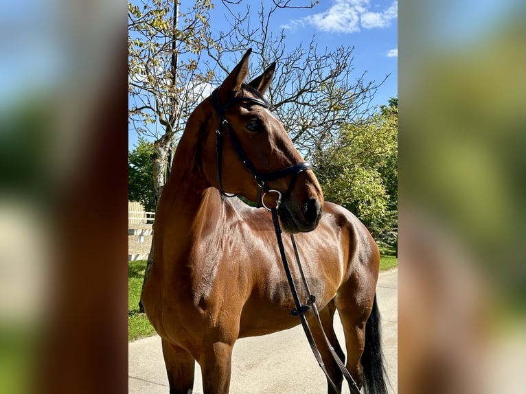 Hanoverian Mare 11 years 17,1 hh Brown in Ro&#xDF;dorf