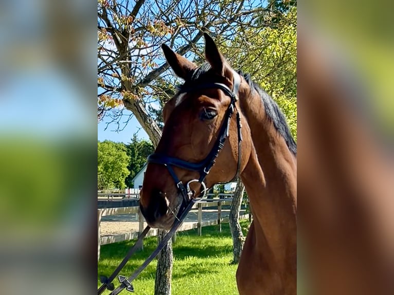 Hanoverian Mare 11 years 17,1 hh Brown in Roßdorf