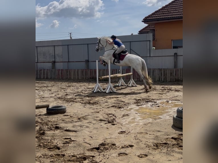 Hanoverian Mare 11 years 17,1 hh Grey in Uzhhorod