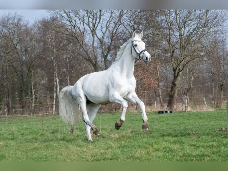 Hanoverian Mare 11 years 17,1 hh Grey in Uzhhorod