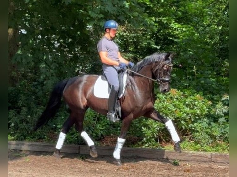 Hanoverian Mare 11 years Black in GROTE-BROGEL