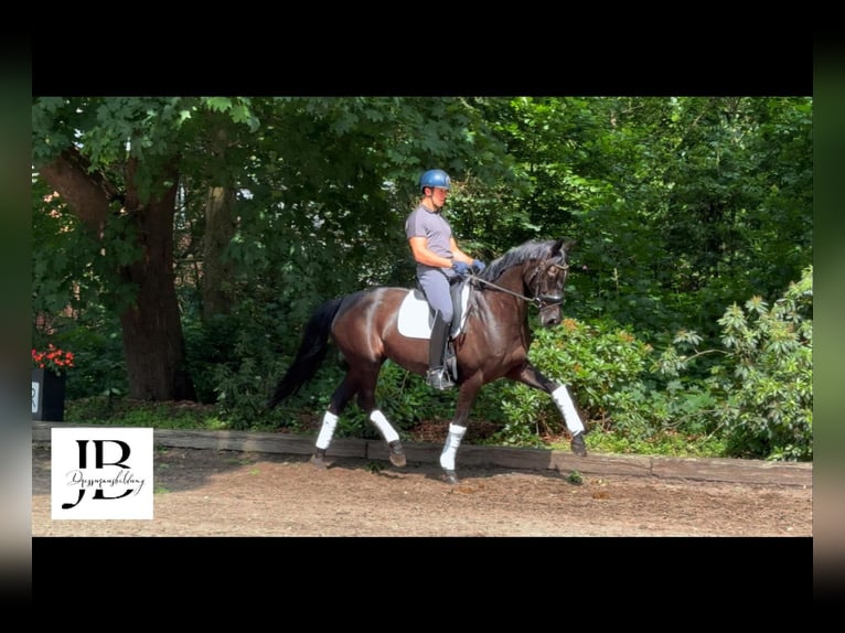 Hanoverian Mare 11 years Black in GROTE-BROGEL