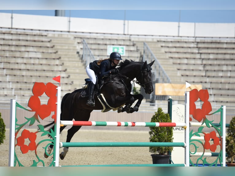 Hanoverian Mare 11 years Smoky-Black in Eisenstadt