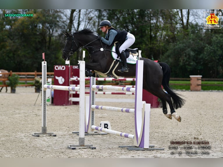 Hanoverian Mare 11 years Smoky-Black in Eisenstadt