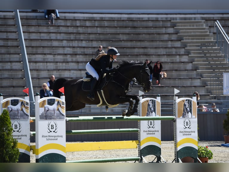 Hanoverian Mare 11 years Smoky-Black in Eisenstadt
