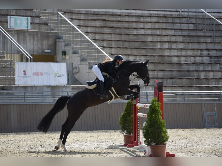 Hanoverian Mare 11 years Smoky-Black in Eisenstadt