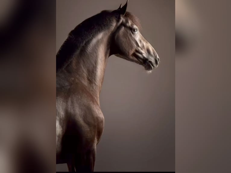 Hanoverian Mare 12 years 14,2 hh Brown in Soltau