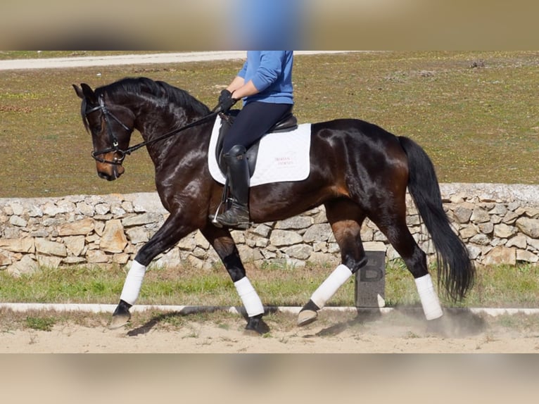 Hanoverian Mare 12 years 15,2 hh Bay in NAVAS DEL MADRONO