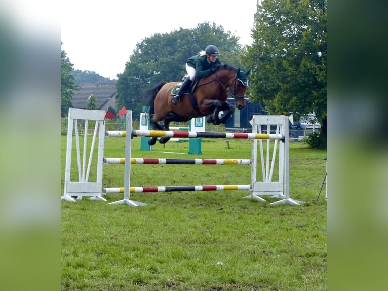 Hanoverian Mare 12 years 15.2 hh Brown in Uplengen