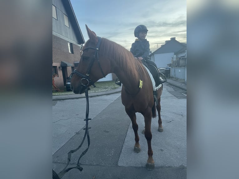 Hanoverian Mare 12 years 15,2 hh Chestnut in Wuppertal