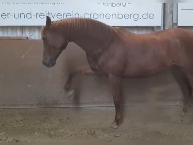 Hanoverian Mare 12 years 15,2 hh Chestnut in Wuppertal