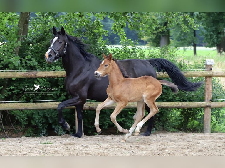 Hanoverian Mare 12 years 15.3 hh Black in Neuenkirchen-Vörden