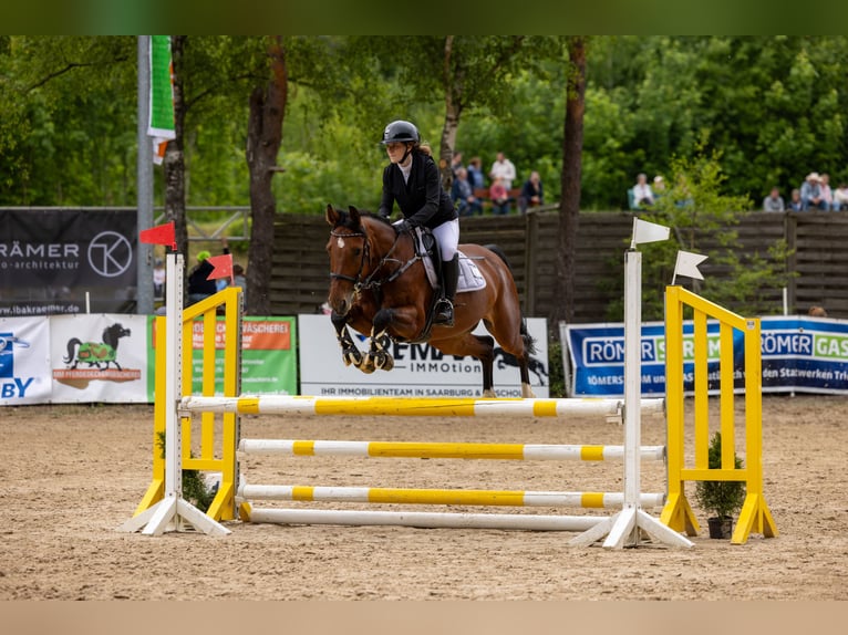 Hanoverian Mare 12 years 15 hh Brown in Merzig