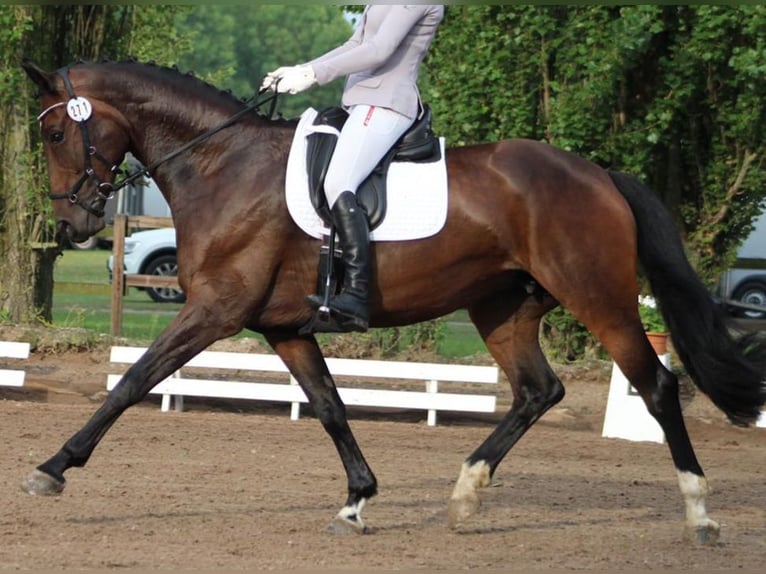 Hanoverian Mare 12 years 16,1 hh Bay-Dark in Mühlenberge