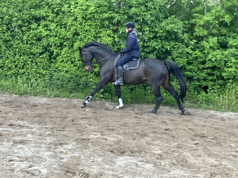 Hanoverian Mare 12 years 16.1 hh Bay-Dark in Retschow