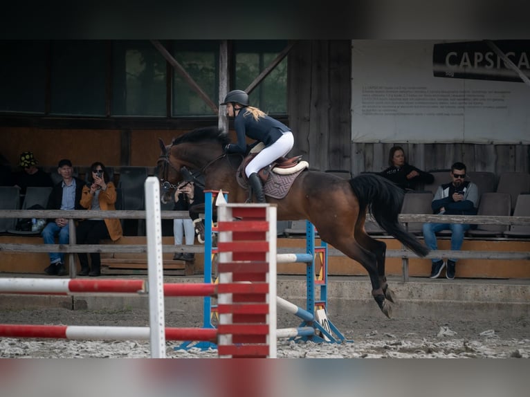 Hanoverian Mare 12 years 16,1 hh Bay in Paupis