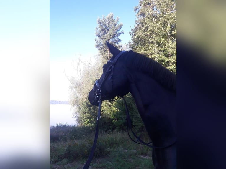 Hanoverian Mare 12 years 16,1 hh Black in Schlaitz / Muldestausee