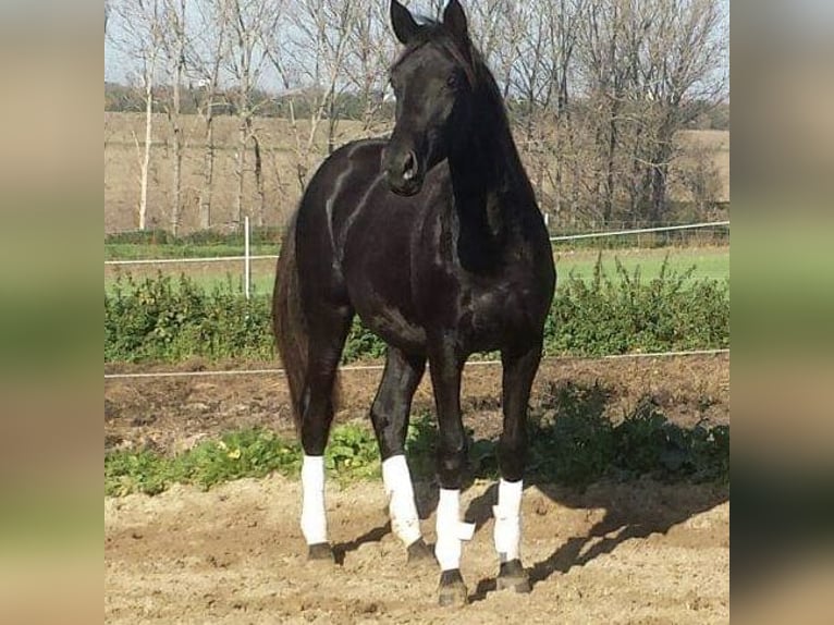 Hanoverian Mare 12 years 16,1 hh Black in Schlaitz / Muldestausee