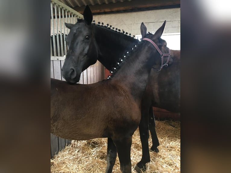 Hanoverian Mare 12 years 16,1 hh Black in Schlaitz / Muldestausee