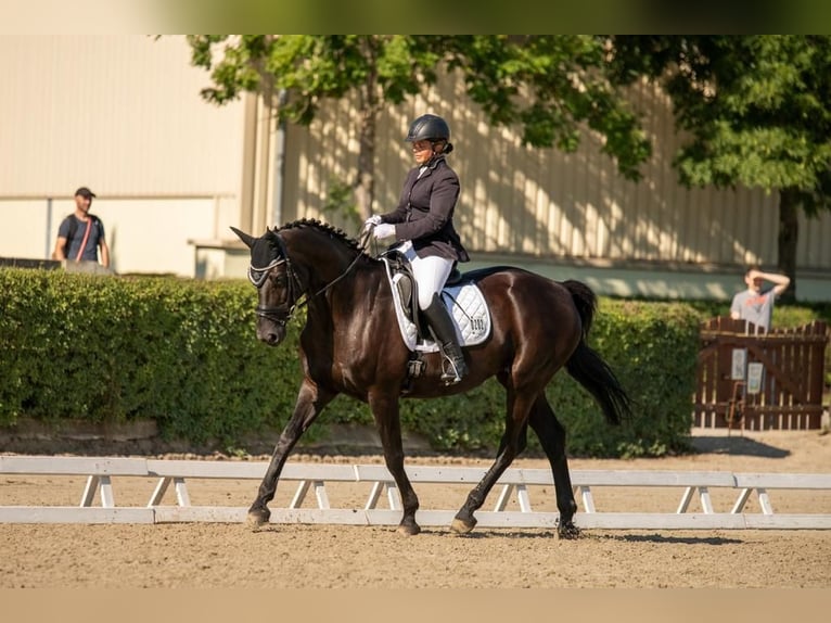 Hanoverian Mare 12 years 16,1 hh Black in Schlaitz / Muldestausee