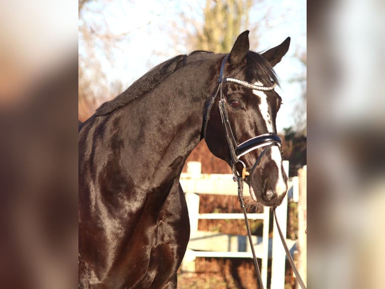 Hanoverian Mare 12 years 16,1 hh Black in Selsingen