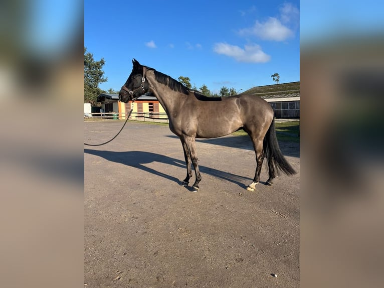 Hanoverian Mare 12 years 16,1 hh Black in haguenau