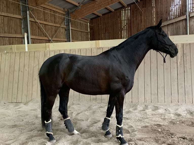 Hanoverian Mare 12 years 16,1 hh Black in haguenau