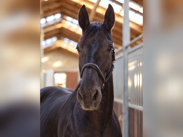Hanoverian Mare 12 years 16.1 hh Black in Steinmauern