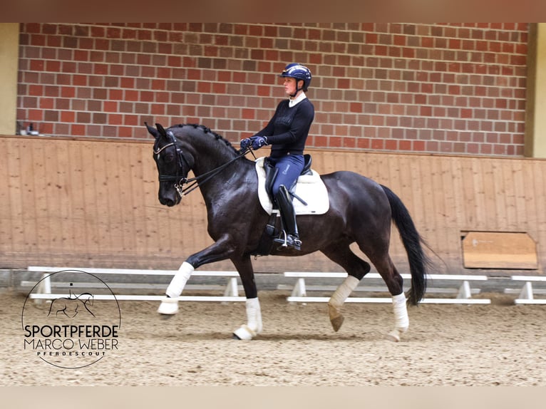 Hanoverian Mare 12 years 16,1 hh Black in Unna