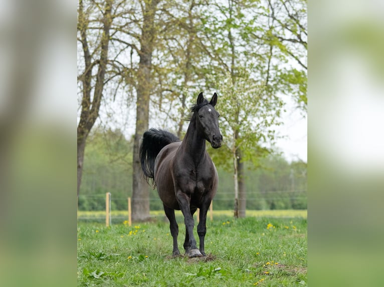 Hanoverian Mare 12 years 16,1 hh Black in Svitene