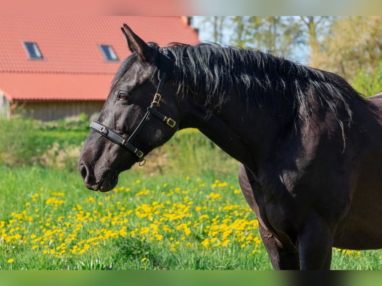 Hanoverian Mare 12 years 16,1 hh Black in Svitene
