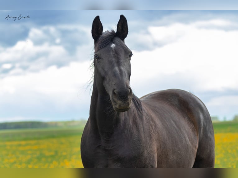 Hanoverian Mare 12 years 16,1 hh Black in Svitene