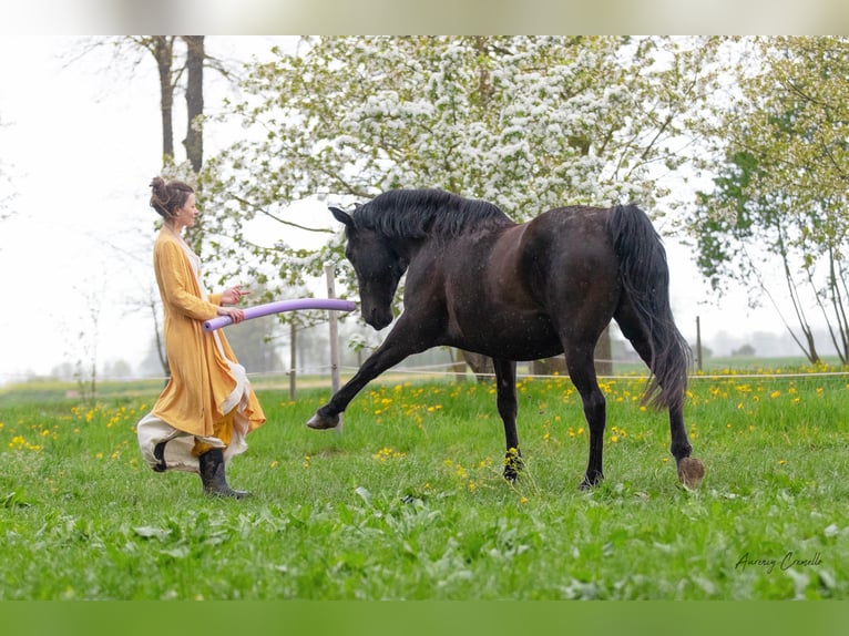 Hanoverian Mare 12 years 16,1 hh Black in Svitene
